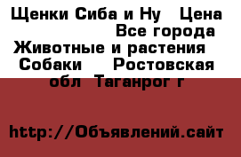 Щенки Сиба и Ну › Цена ­ 35000-85000 - Все города Животные и растения » Собаки   . Ростовская обл.,Таганрог г.